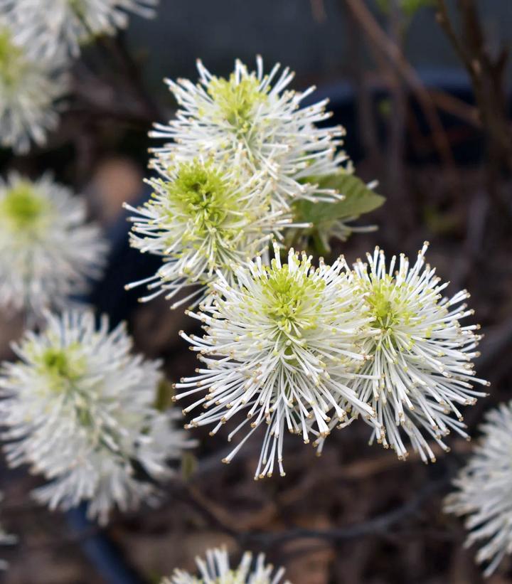 Fothergilla gardenii 'Whispering Blue'