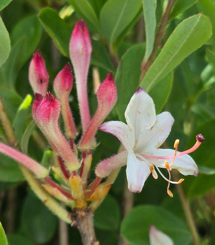 Azalea viscosum 'Pink Mist'
