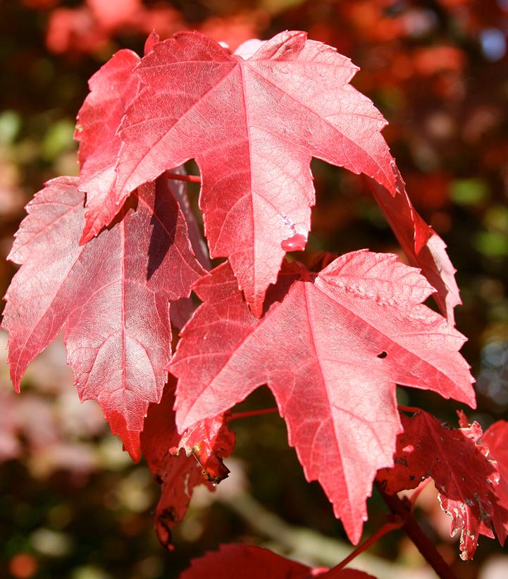 Acer rubrum 'Brandywine'