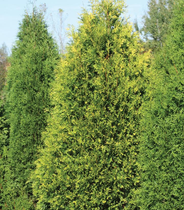 Thuja occidentalis Polar Gold®