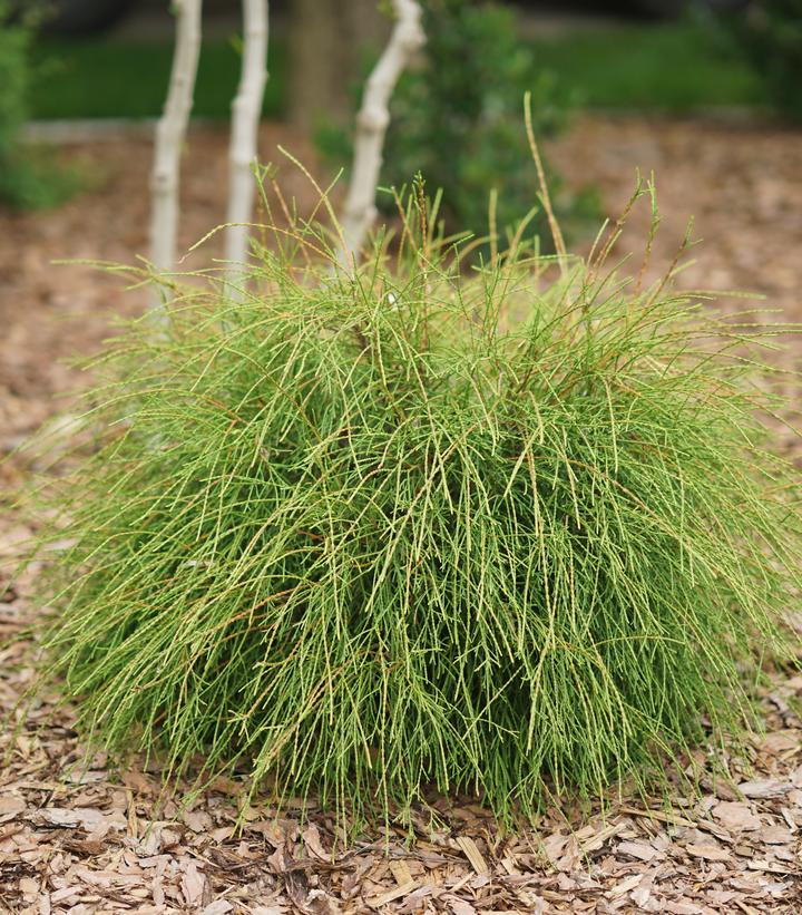 Thuja occidentalis Whip It Good®