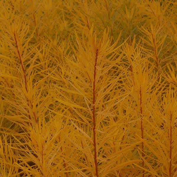 Amsonia hubrichtii 'Butterscotch'
