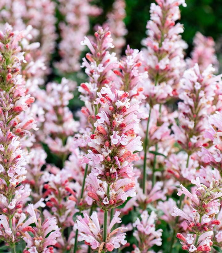 Agastache 'Pink Pearl'