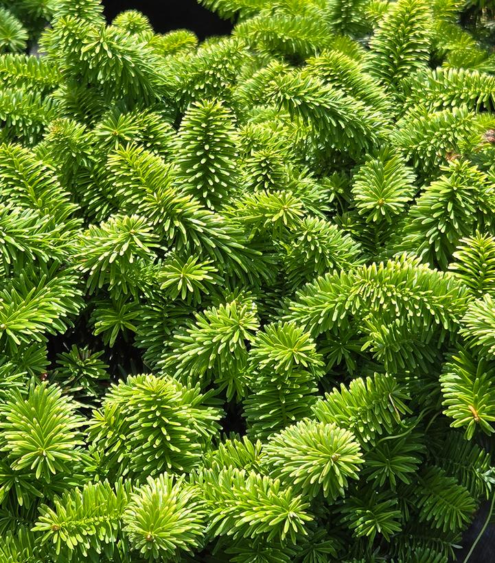 Abies balsamea 'Nana'