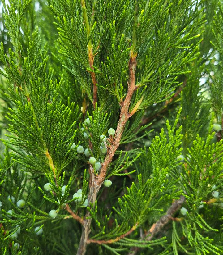 Juniperus virginiana 'Manhattan Blue'