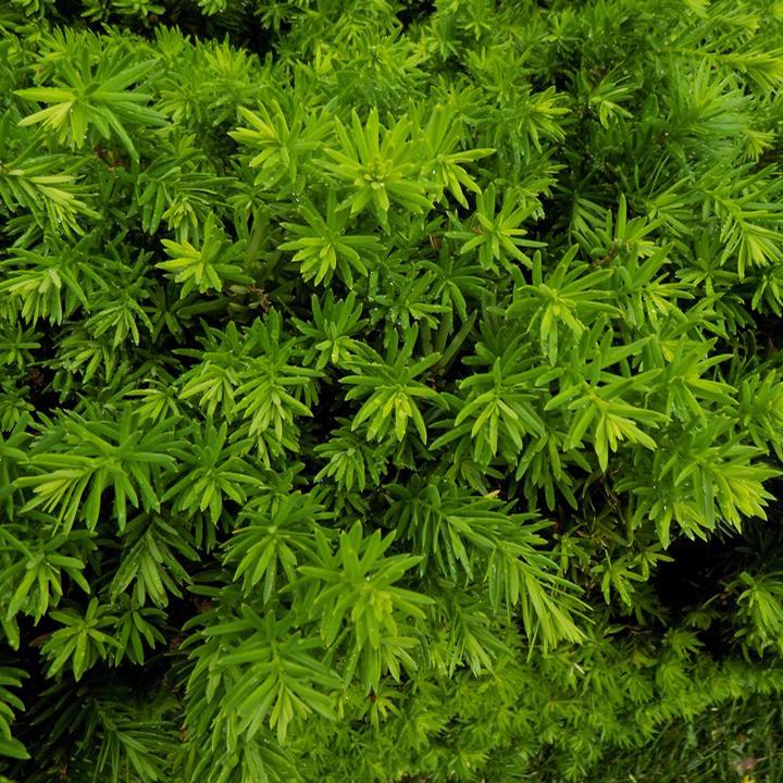 Taxus x media 'Hatfieldii'