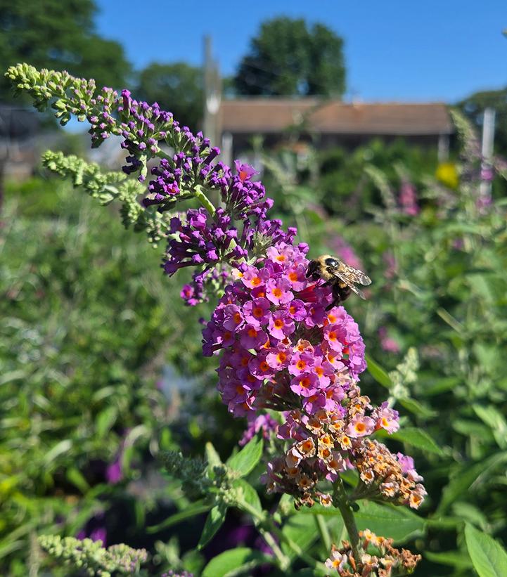 Buddleia x weyeriana 'Bicolor'