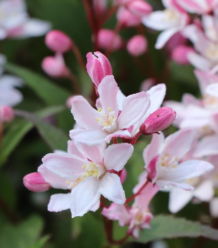 Deutzia x Yuki Cherry Blossom 2.0®