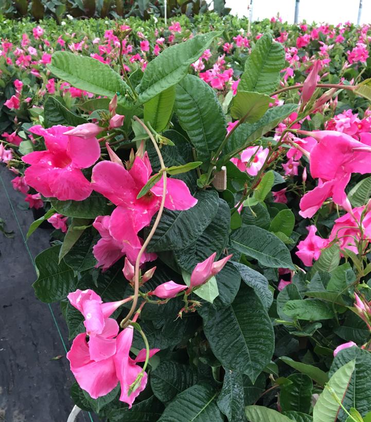 Mandevilla Pink