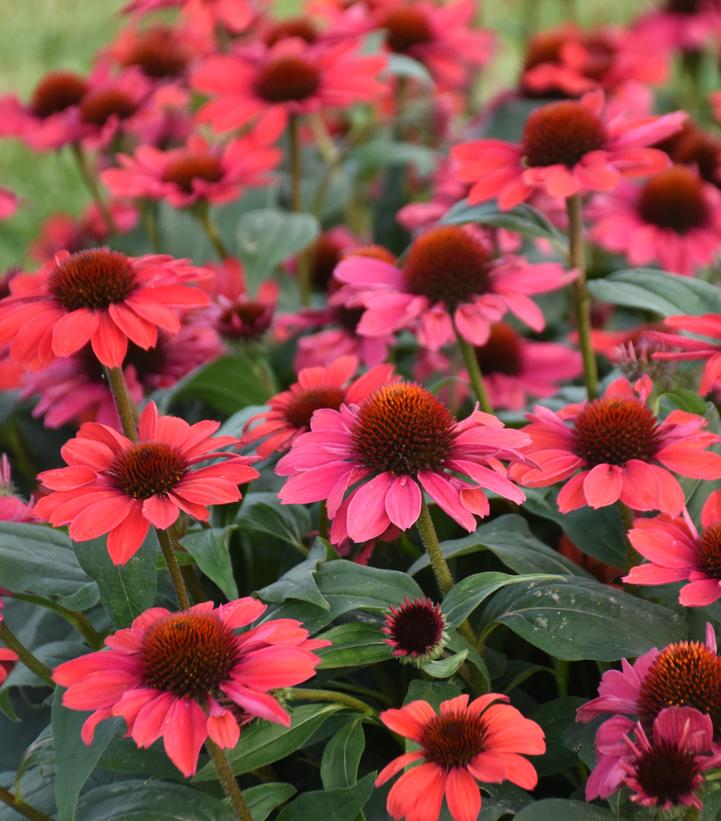Echinacea Color Coded® 'Knock 'em Red'