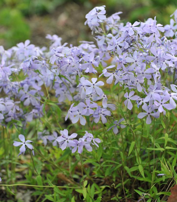 Phlox divaricata 
