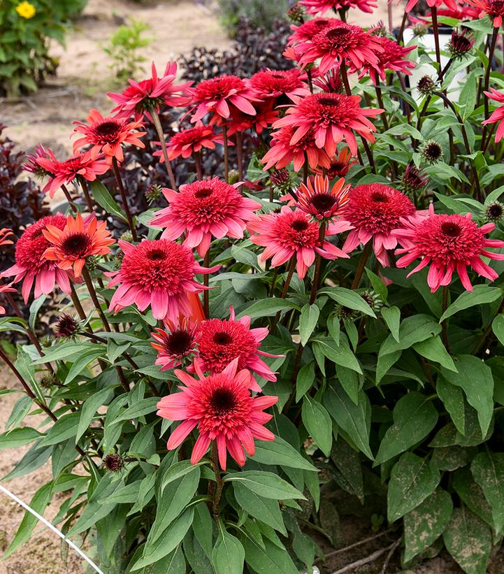 Echinacea Double Dipped® 'Raspberry Ripple'
