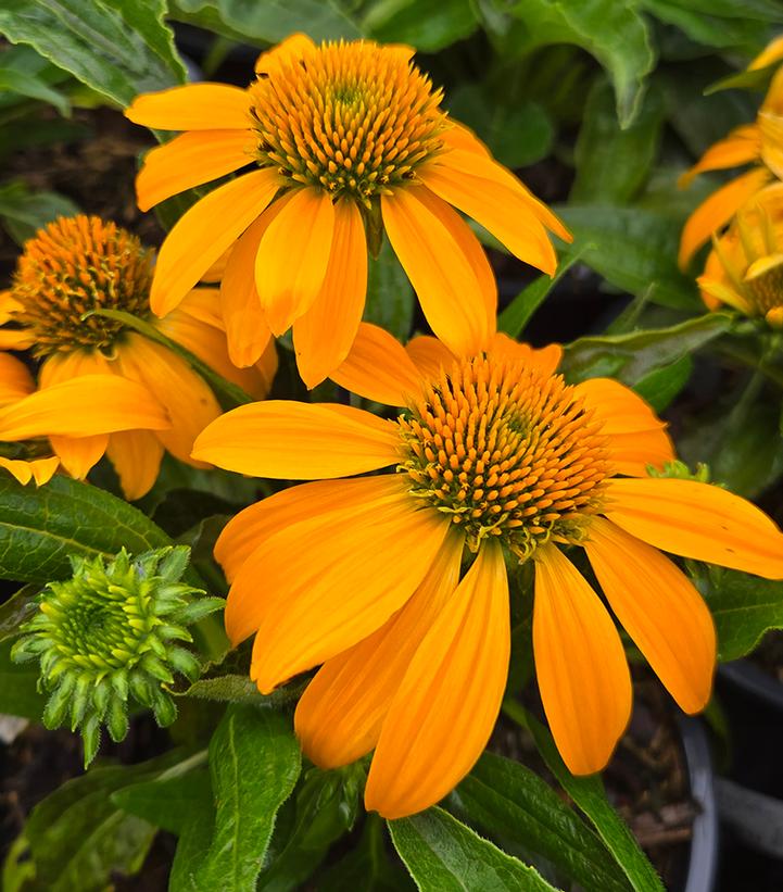 Echinacea Guatemala™ 'Papaya'