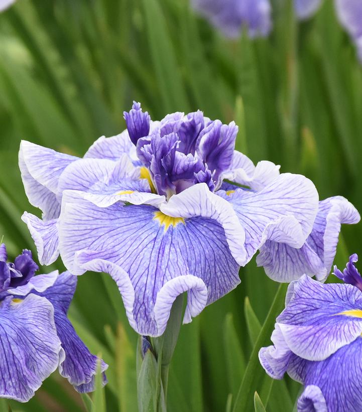 Iris ensanta 'Center of Attention'