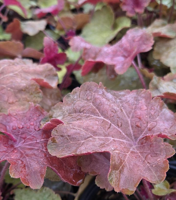 Heuchera x villosa 'Big Top Caramel Apple'