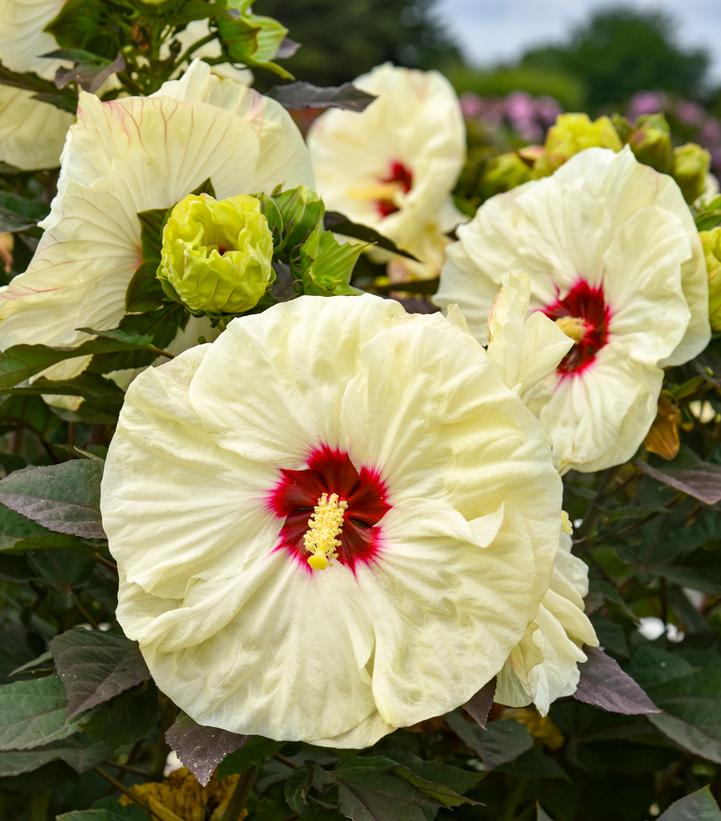 Hibiscus Summerific® 'Coconut Cream'