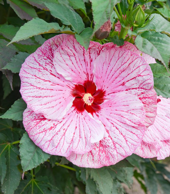 Hibiscus hybrid Summerific® 'Glitter Bomb'