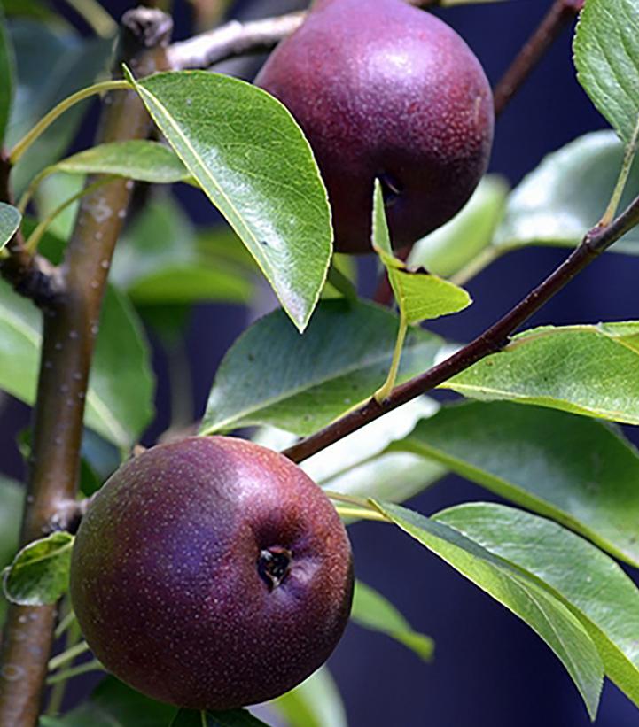 Pyrus communis 'Seckel'