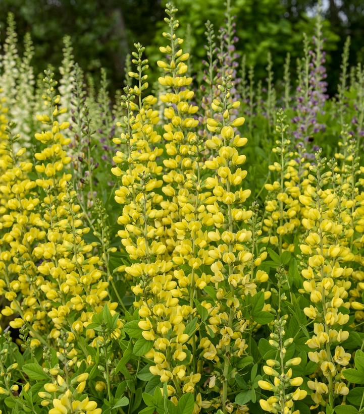 Baptisia hybrid Decadence® Deluxe 'Lemon Smoothie'