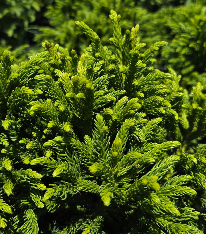 Cryptomeria japonica Dragon Warrior™