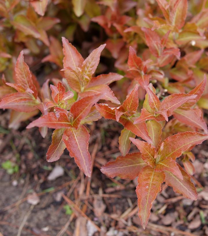 Diervilla × splendens Kodiak®