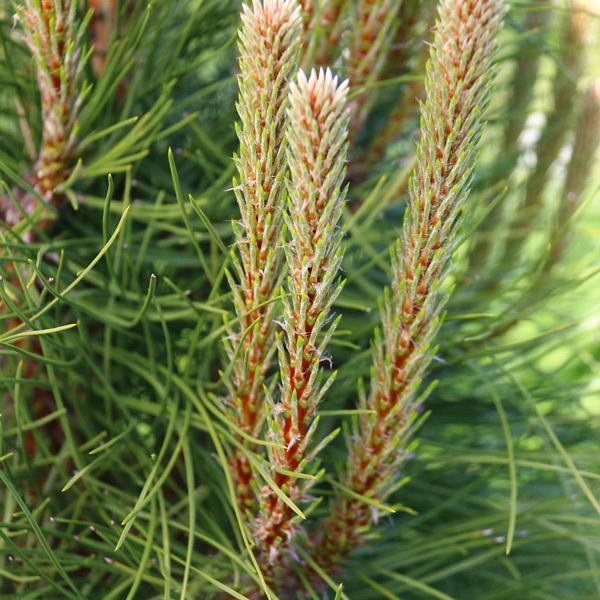 Pinus nigra 'Frank'