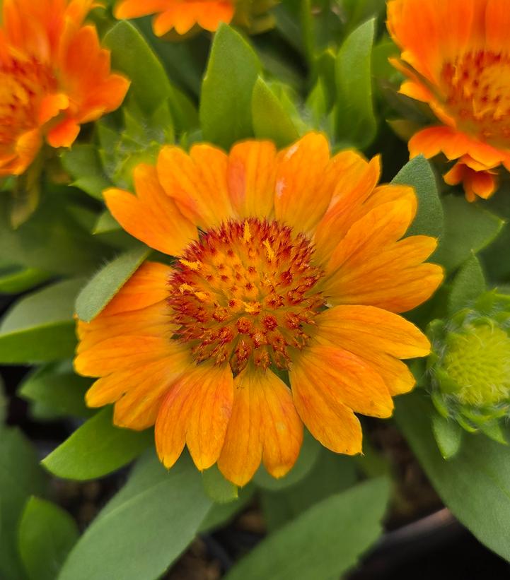 Gaillardia Gusto™ Orange Zest