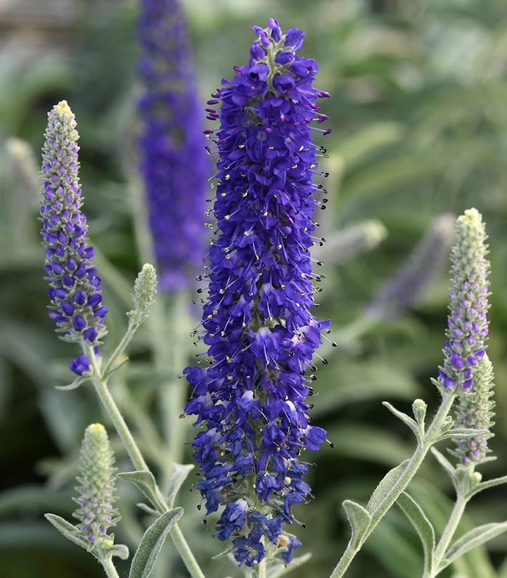 Veronica longifolia Misty Blues