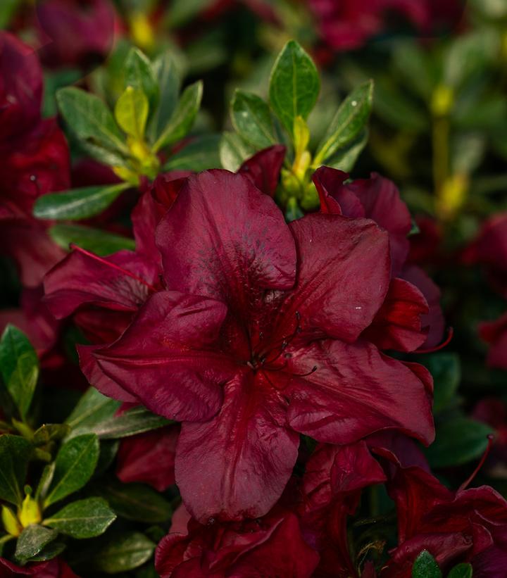 Azalea x Encore® Autumn Velvet®