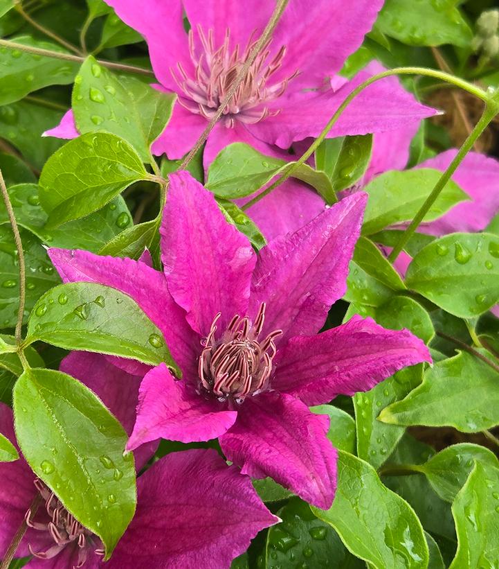 Clematis Bridgewater™