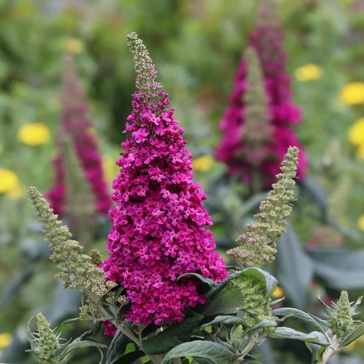 Buddleia x Pugster Pico Punch™