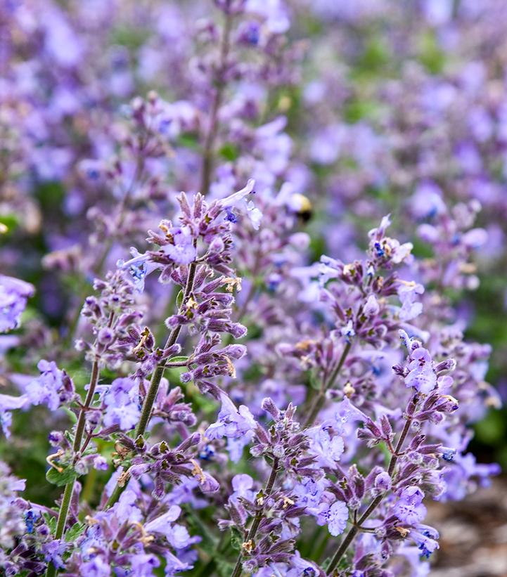 Nepeta hybrid 'Catwalk Queen'