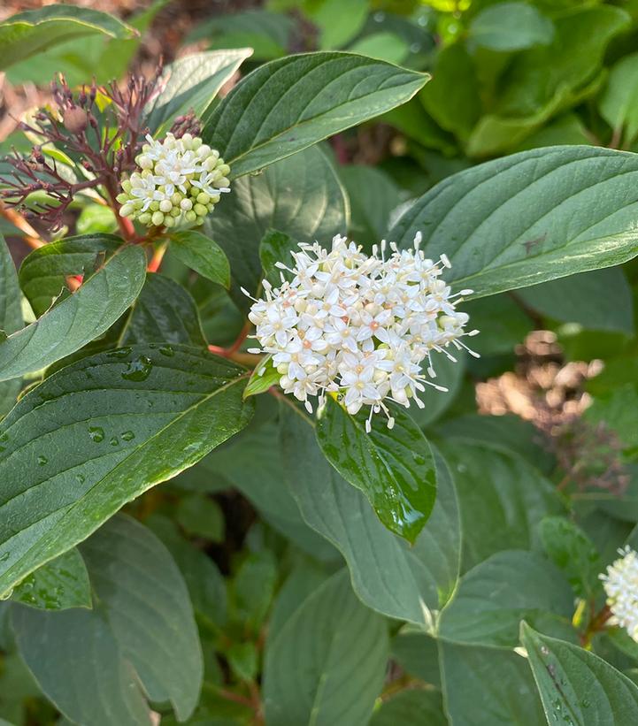 Cornus sericea Winter Spark™