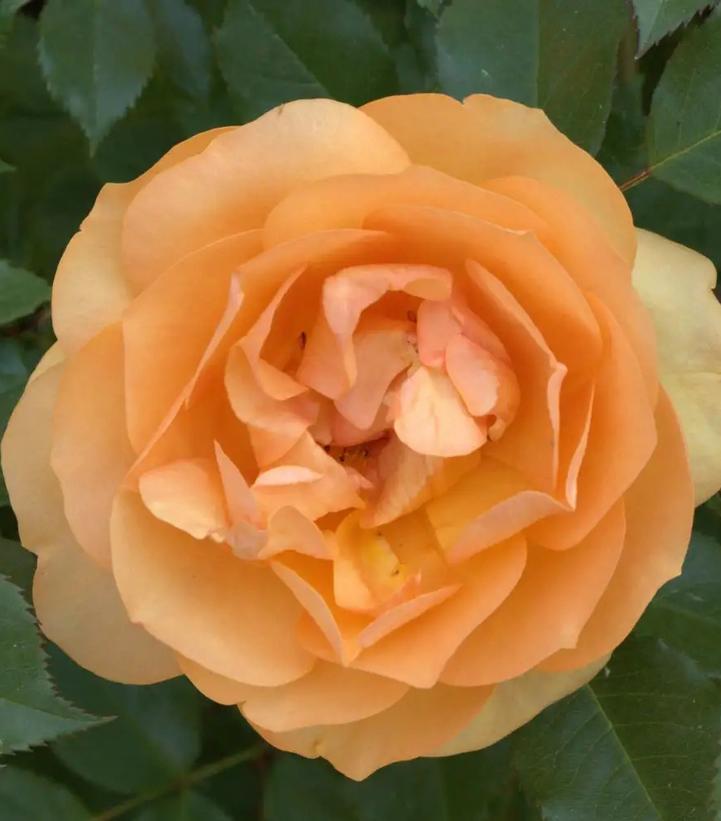 Rosa x Reminiscent® Ginger
