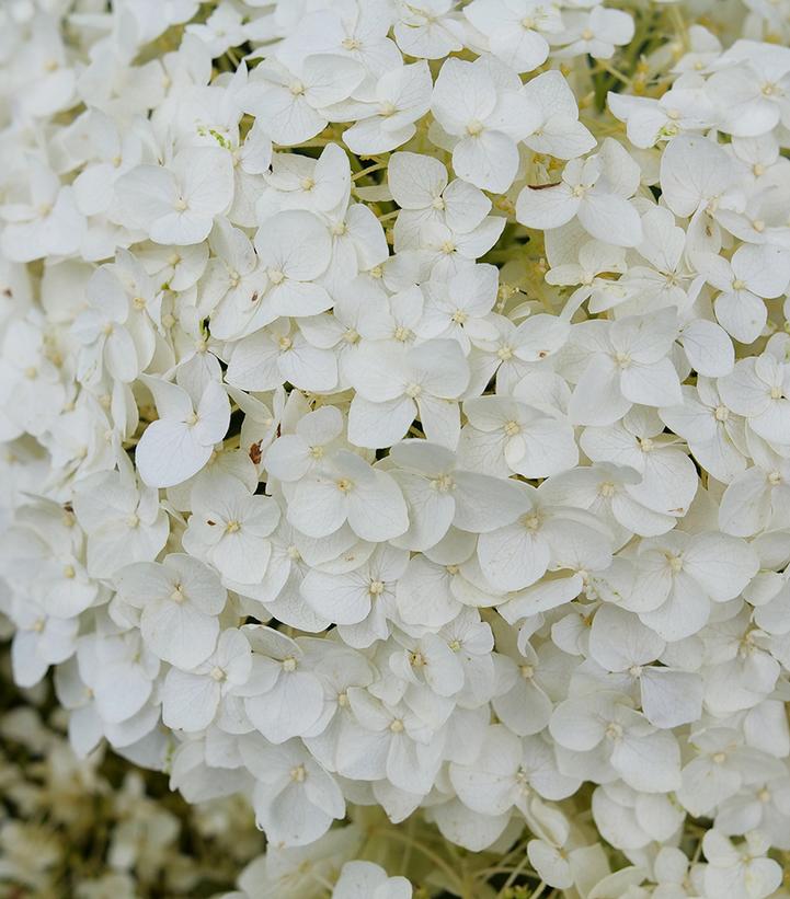 Hydrangea arborescens Invincibelle Wee White® 2.0