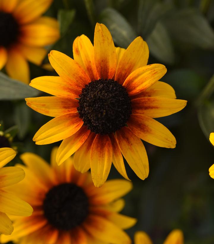 Rudbeckia x 'Suntacular'