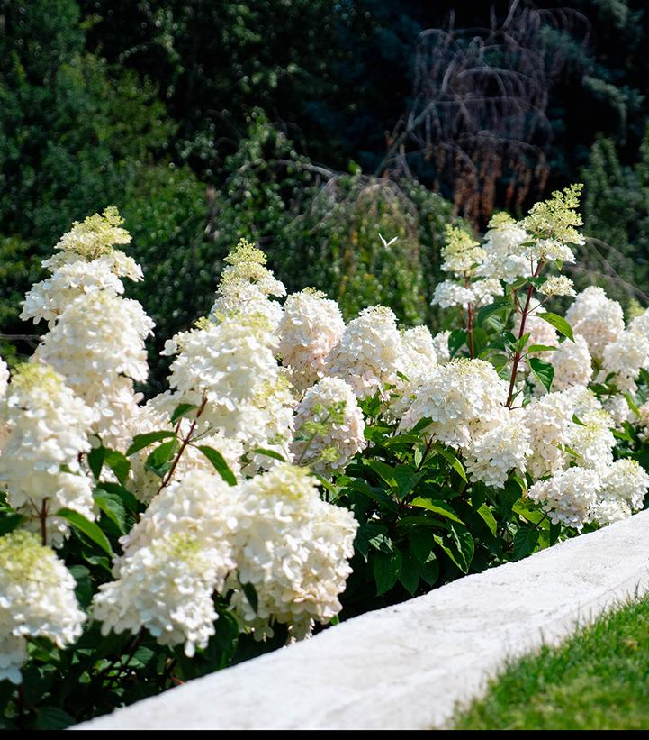 Hydrangea paniculata Bouncy®