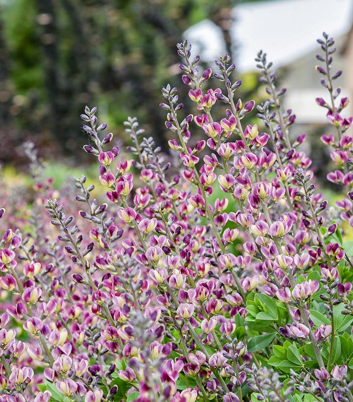 Baptisia 'Grape Escape'