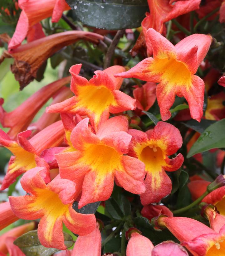 Bignonia capreolata Dressed to Thrill®