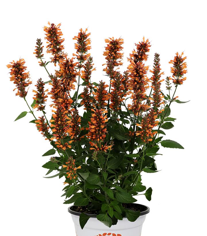 Agastache hybrida 'Honeysticks Ember'