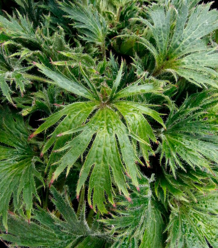 Heuchera FYRE WING™ 'Jadeite'