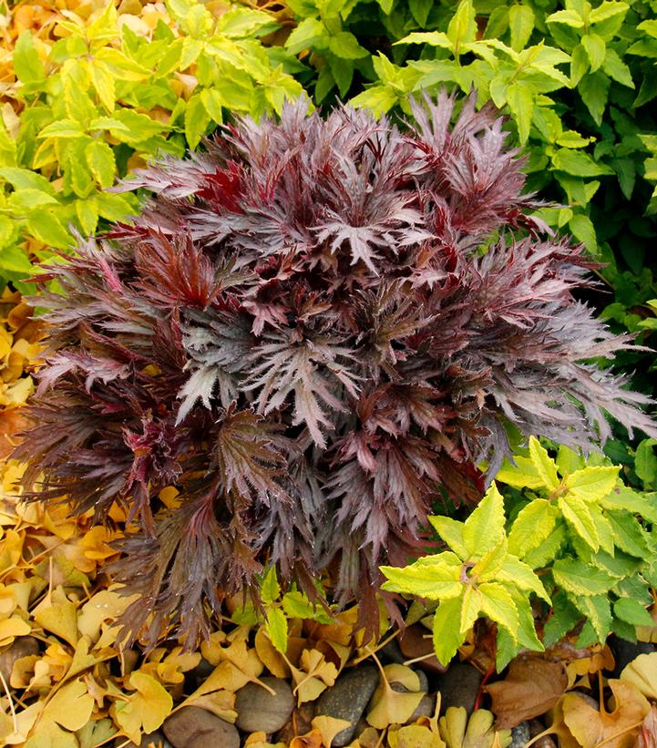 Heuchera FYRE WING™ 'Rhodonite'