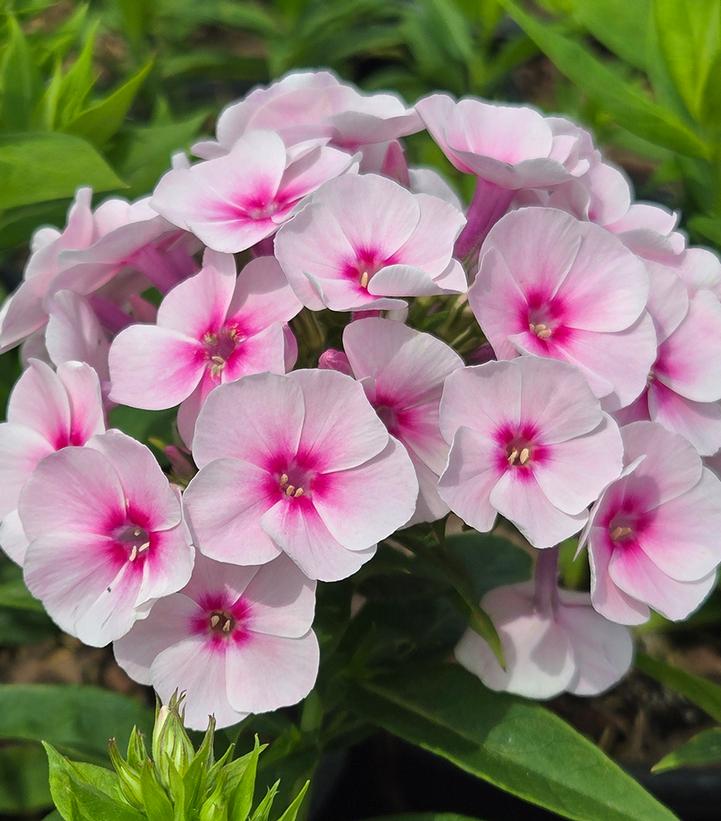 Phlox paniculata Flame® Pro Baby Doll