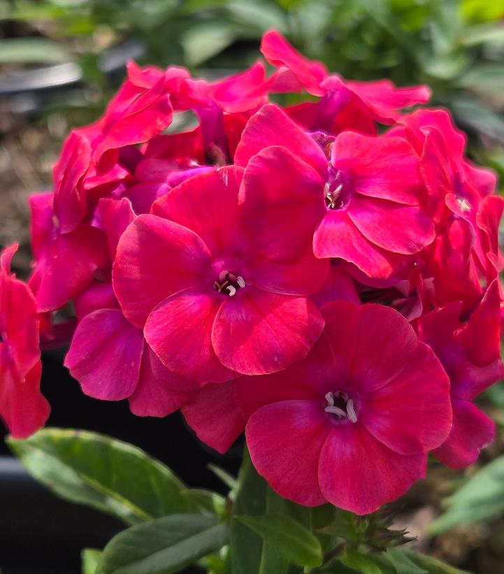 Phlox paniculata Flame® Pro Cerise