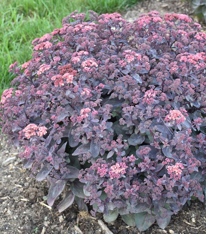 Sedum x Wineberry Delight