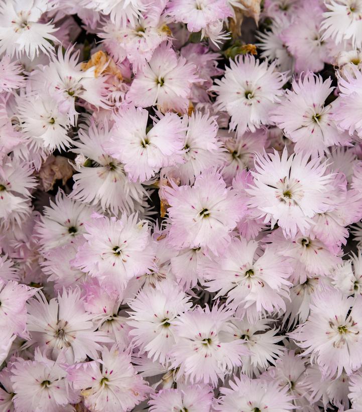Dianthus Frill Factor&reg; 'Adrenaline Blush'