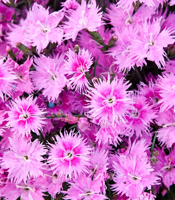 Dianthus Frill Factor&reg; 'Aftershock'