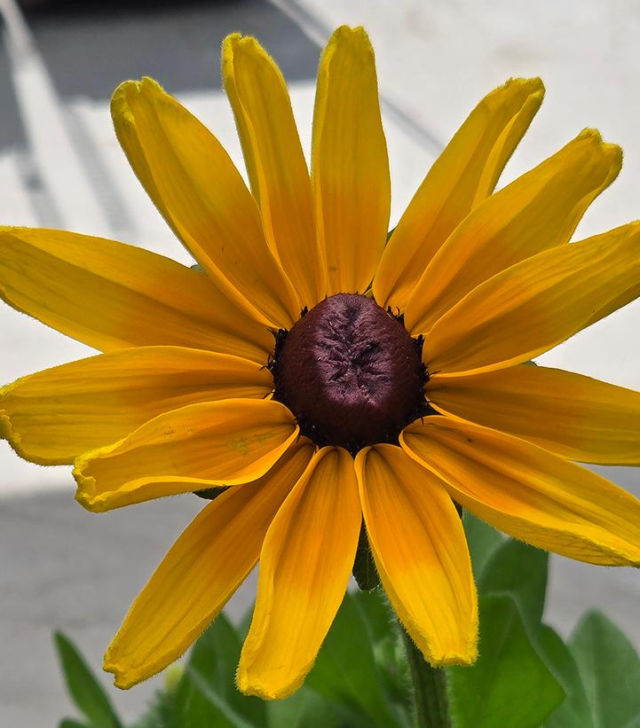 Rudbeckia Sunbeckia® Maya