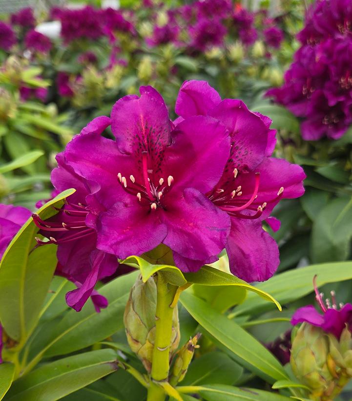 Rhododendron Polarnacht