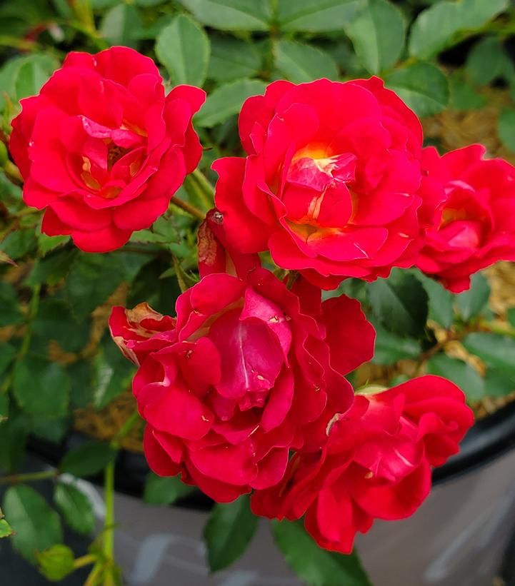 Rosa Red Drift®